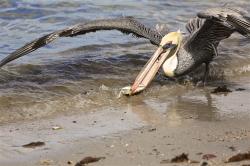 but the pelican decided that it wanted the seagull s dinner catch...